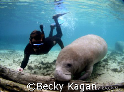 Skin diver glides down to check out a resting manatee in ... by Becky Kagan 